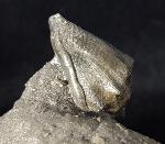 Athleta ficulina rarispina (LAMARCK 1811) - Bild © FossNet FossilienStore